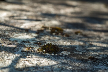 Moss green texture. Moss background. Green moss on grunge textur