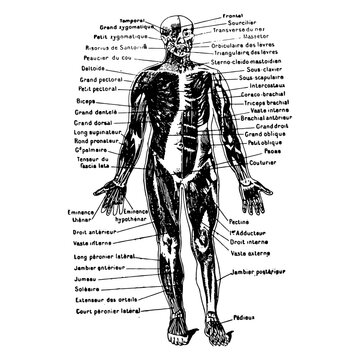 Vintage engraving of a male body medical graphic