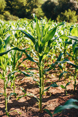Photo of a corn plant in a field on a sunny day.