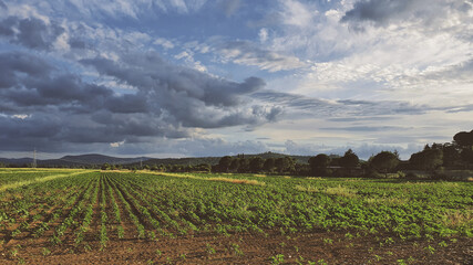 Fototapeta premium Fields of the Umbrian country, a beautiful region of the central Italy.