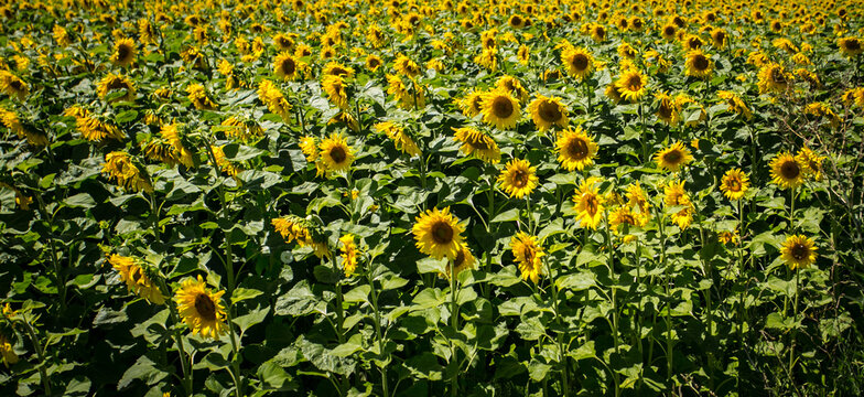 It brings joy to see sunflower field by the road; photos with yellow energy