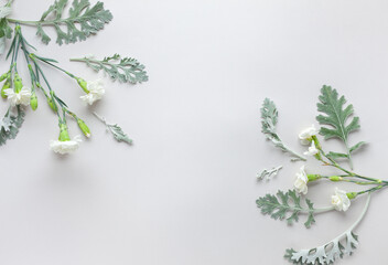 White flowers of Carnation and silver-green leaves of Senecio cineraria on pastel grey background. Flowers composition with copy space, flat lay