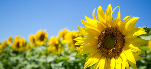 Naklejka premium Sunflower on the background of pure blue sky; on the sun