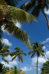 Fototapeta na wymiar A few bright green palm trees against the blue sky and clouds