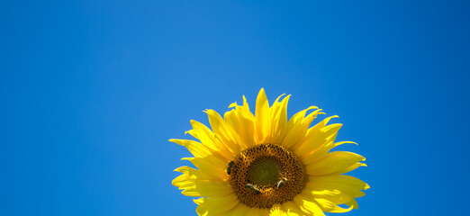 Sunflower on the background of pure blue sky; on the sun