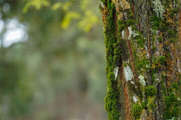 Moss on a tree bark with a green background