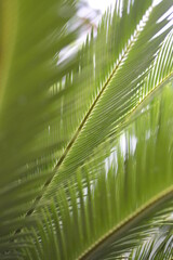 Palm tree leaves close up