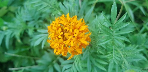 Orange flower on a green background