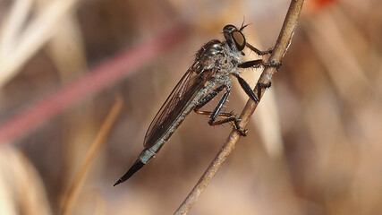 Robber fly