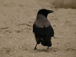 Hooded crow (Corvus cornix) - black and gray bird on the beach, Gdansk, Poland