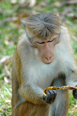 Obraz premium Funny macaque enthusiastically cleans a banana close up