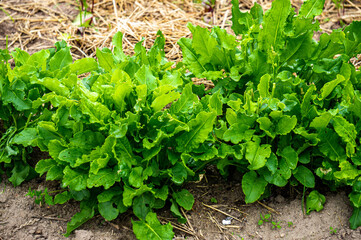 Obraz premium Leaves of green sorrel in the garden in the garden.