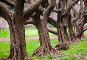 Row Of Old Small Trees