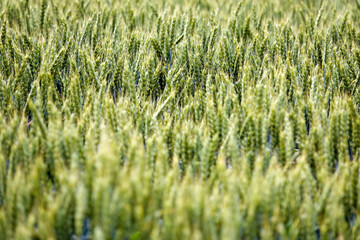 beautiful coutriside backgroud. Green wheat field texture
