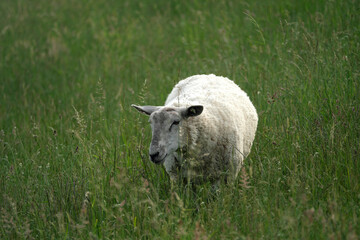 Naklejka na ściany i meble Schaf und hohes Gras - Stockfoto