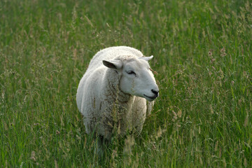 Schaf und hohes Gras - Stockfoto