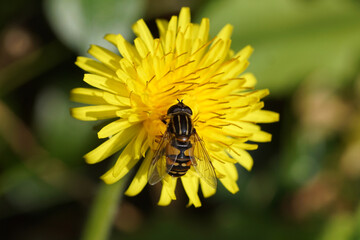 Sun fly, Tiger Marsh Fly, Helophilus pendulus of family Syrphidae on the flower of Taraxacum officinale, the common dandelion of the family Asteraceae or Compositae. Spring, April, Netherlands