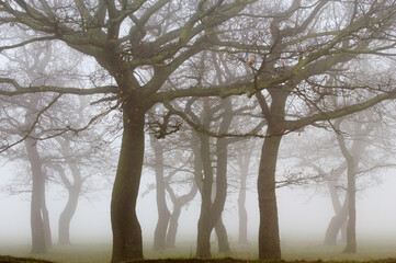 Bare trees on foggy day
