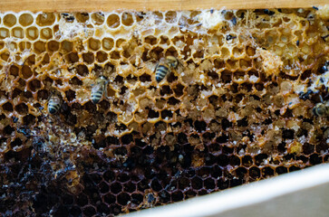 Last year s frames with honeycombs and honey debris.