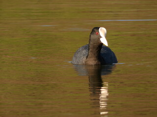 Eurasian coot (Fulica atra) swimming in the pond, Gdansk, Poland