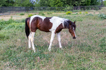 Naklejka na ściany i meble Young brown and white stallion standing on the green grass on the background of metal fence, grazing on a pasture. Domestic horse. Side view. Background