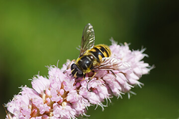 Batman hoverfly (Myathropa florea), family hoverflies (Syrphidae) on flowers of bistort (Bistorta officinalis, synonym Persicaria bistorta), dock family (Polygonaceae). Spring in a Dutch garden.  