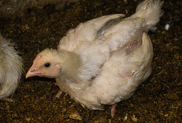 Broiler chicks on an eco farm in the countryside.