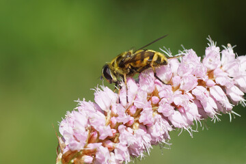 Batman hoverfly (Myathropa florea), family hoverflies (Syrphidae) on flowers of bistort (Bistorta officinalis, synonym Persicaria bistorta), dock family (Polygonaceae). Spring in a Dutch garden.  