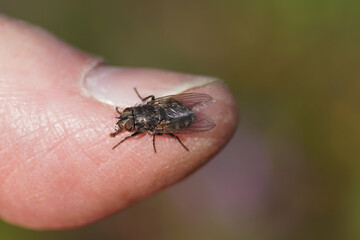 A cluster fly (Pollenia) family Calliphoridae on a thumb in a garden. Bergen, Netherlands, March 28, 2020.    