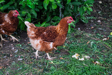 A motley brown hen walks in a fence on a farm in the countryside.