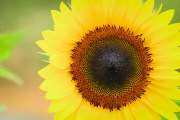 Sunflower field at Guanyin District, Taoyuan, Taiwan during the summer season.