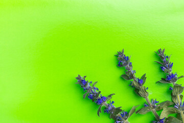 Blue field flowers isolated on green background. Wild flowers. Flat lay, copy space, close up, top view