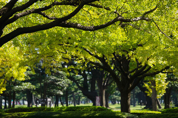Obraz premium Beautiful tree lined park