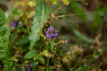 Purple flowers