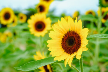Naklejka premium Sunflower field at Guanyin District, Taoyuan, Taiwan during the summer season.