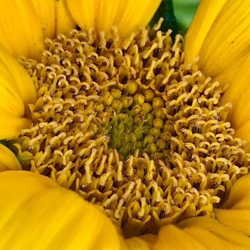 Closeup of a pistel of a sunflower