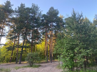 road in the forest
