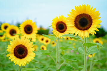 Obraz premium Sunflower field at Guanyin District, Taoyuan, Taiwan during the summer season.