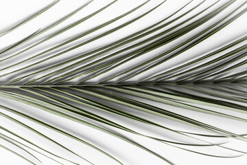 Obraz premium green palm leaf on the white background. tropical background