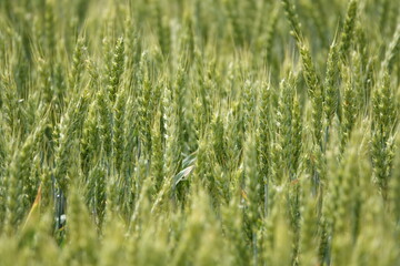 beautiful coutriside backgroud. Green wheat field texture