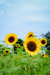 Sunflower field at Guanyin District, Taoyuan, Taiwan during the summer season.