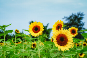 Obraz premium Sunflower field at Guanyin District, Taoyuan, Taiwan during the summer season.