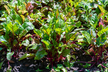 Eating from own organic vegetable garden, red beet growing in garden
