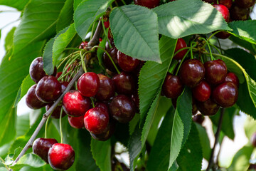 Big dark ripe cherries on cherry trees plantation in Netherland