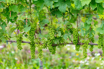 Summertime on Dutch vineyard, young green grapes hanging and ripening on grape plants