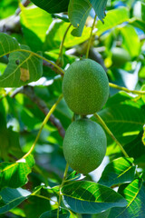 Walnut tree with big unripe nuts in green shell