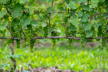 Summertime on Dutch vineyard, young green grapes hanging and ripening on grape plants