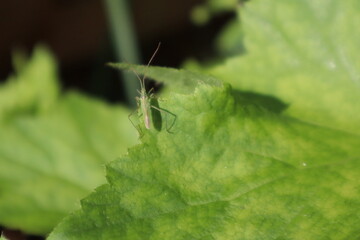 Green Bug