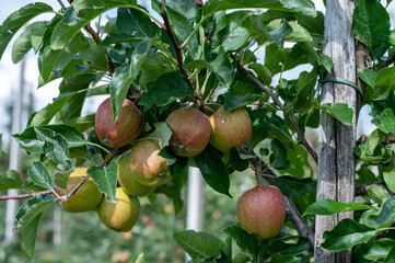 Green organic orchards with rows of apple trees with ripening fruits in summer