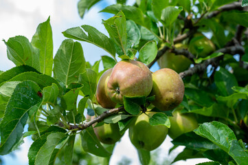 Green organic orchards with rows of apple trees with ripening fruits in summer